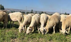 Maydanoz tarlasında koyunlar otluyor