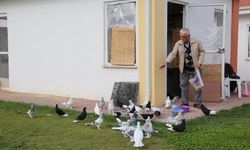 Odunpazarı Güvercin Yetiştiriciliği Eğitimi düzenleyecek