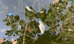 Porsuk Çayı'nda balık ölümleri