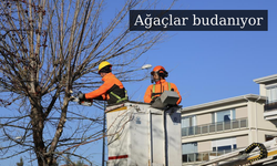 Büyükşehir’den ağaçlara kış bakımı