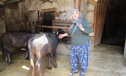 Büyükşehir’den üreticiye destek