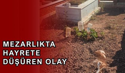 Mezarlık ziyaretinde şok eden olay
