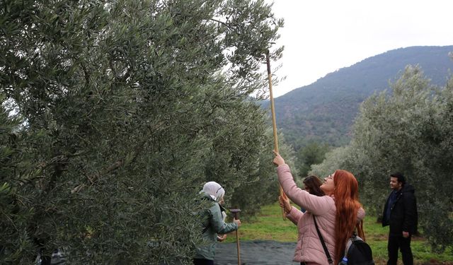 Gençler zeytinin üretim sürecini yerinde gözlemledi