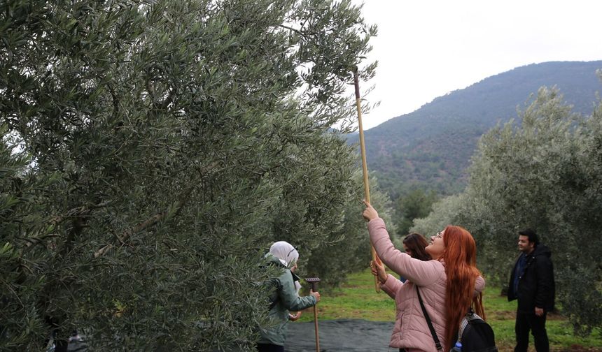 Gençler zeytinin üretim sürecini yerinde gözlemledi